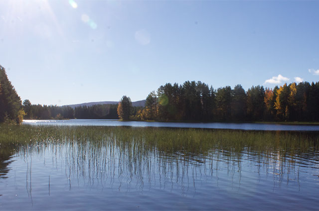 fjällsjö